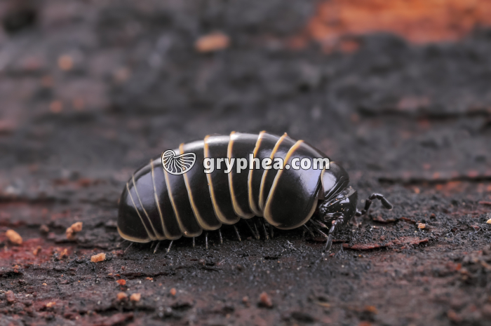 Glomeris - gryphea.com